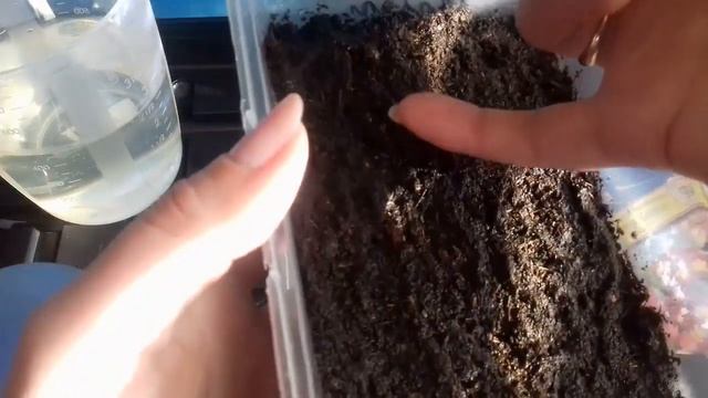 Выращивание примулы из семян смотреть онлайн