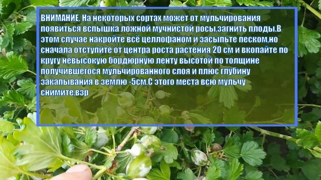 ⚠️?Как избавиться от травы НАВСЕГДА.
