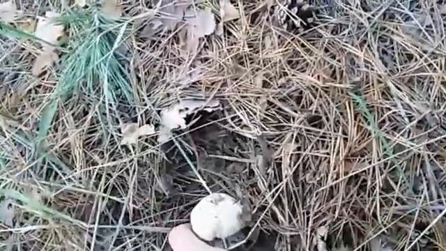 Как искать белые грибы смотреть онлайн