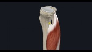 Трехглавая мышца голени (m. triceps surae) 3D Анатомия
