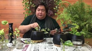 SOIL PROPAGATION for POTHOS, WANDERING JEW & SCINDAPSUS EXOTICA