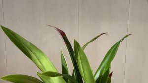 Его величество - Phragmipedium kovachii! Новенький в коллекции )))
