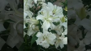 Лилии в цвету. Шикарные От гибриды.