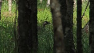 Гнездо на болотной кочке в новом фильме «Кострома заповедная. Тропами следопытов»
