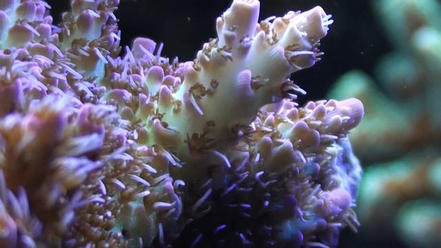 strawberry tabling acro.m2ts смотреть онлайн