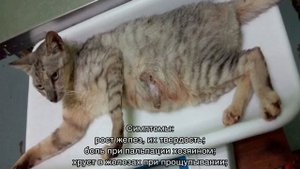 Мастит у кошки: лечение в домашних условиях