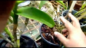 Orchid care in rainy season ! Gardening Tips ! മഴക്കാല ഓർക്കിഡ് പരിചരണം.