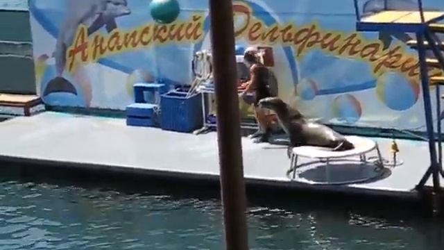 АНАПА ДЕЛЬФИНАРИЙ 3 БОЛЬШОЙ-УТРИШЬ КРАСНОДАРСКИЙ КРАЙ смотреть онлайн