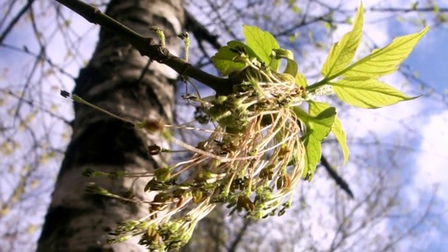 НЕ ГРУСТИ, БЕРЁЗА.. смотреть онлайн