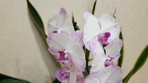 ОРХИДЕЯ Phalaenopsis Yu Pin Sweetie | ORCHID Ю ПИН СВИТИ | Обильное Цветение орхидеи орхидей orchid