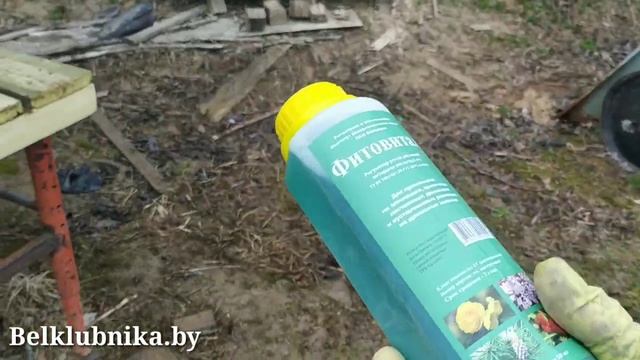 ФРИГО. Саженцы клубники. Шарлотта, Мурано, Флорида Бьюти. Belklubnika.by.mp4 смотреть онлайн