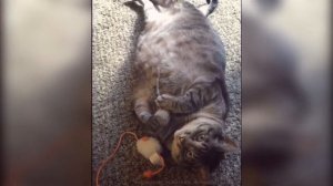 Толстые коты #1 / Fat cat compilation #1