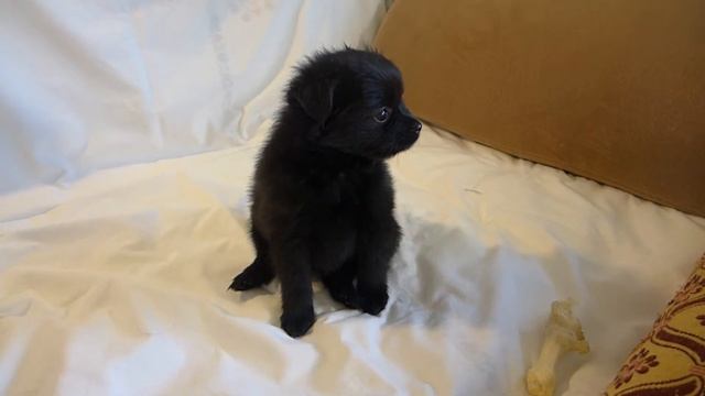 Чихошпиц девочка_1 смотреть онлайн