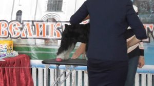 Цвергшнауцер окрас чёрный с серебром, видео с выставки собак