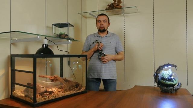 Королевская змея великолепная | | Рептилии дома смотреть онлайн