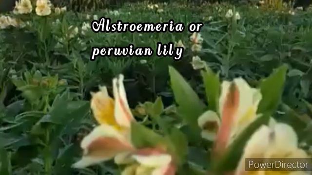 Alstromeria flower In the Garden # Da Rainburst/Sprinkler смотреть онлайн