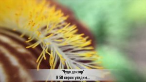 ЧУДО ДОКТОР 50 серия РУССКАЯ ОЗВУЧКА