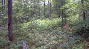 Walk in the woods, birdsong. Beautiful forest flowers. Прогулка в лесу. Прекрасные лесные цветы.