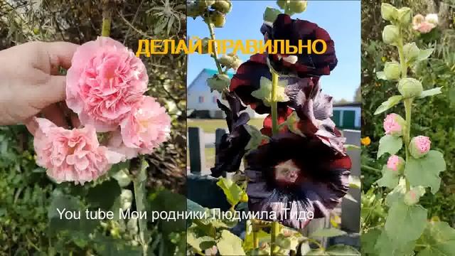 Мальва или шток роза Ошибки при выращивании