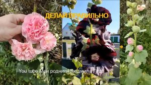 Мальва или шток роза Ошибки при выращивании