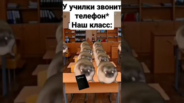 #чундра-чучундра