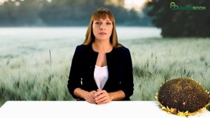 ФГИС «Зерно» зависло, цены на пшеницу перестали падать. TOP Agrobook: обзор аграрных новостей