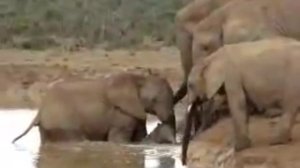 Спасение тонущего слоненка