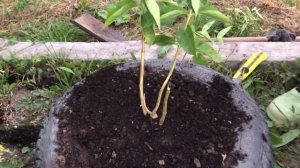 Как правильно посадить ФЛОКСЫ ОСЕНЬЮ? ОБРЕЗКА! ПОДКОРМКА!