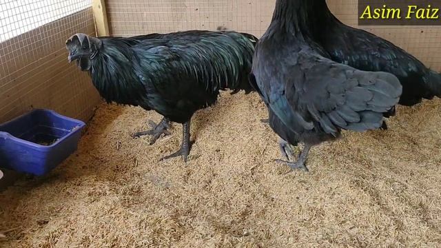 How To Start Ayam Cemani Chicken Farming At Home || Ayam Cemani Hen Business in Pakistan ||Asim Fai смотреть онлайн