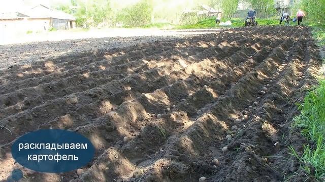 Посадка картофеля мотоблоком с 3-х рядным окучником