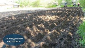 Посадка картофеля мотоблоком с 3-х рядным окучником