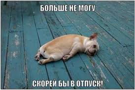 HD ВИДЕО прикольные животные.