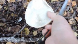 "Лес в котором всегда растут грузди."