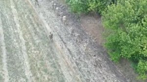 Наши взяли в плен целую свору хохлов в Курской области.