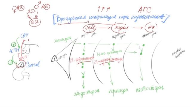 Врожденная гиперплазия коры надпочечников. Этиология. Патофизиология.