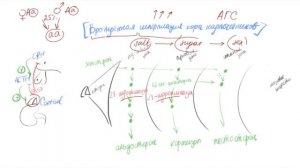 Врожденная гиперплазия коры надпочечников. Этиология. Патофизиология.