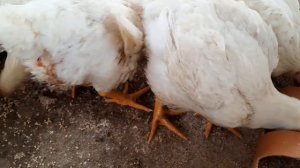 БРОЙЛЕРЫ: УХОД, КОРМЛЕНИЕ И ЗАБОЙ В ДОМАШНИХ УСЛОВИЯХ