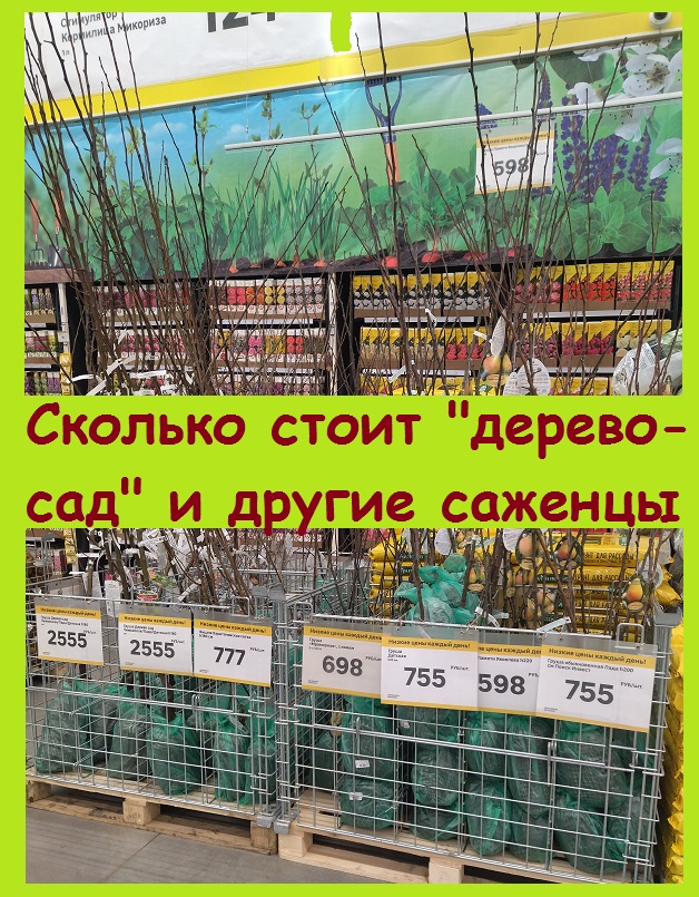 Сколько стоят саженцы "дерево-сад", на котором привиты несколько сортов груши - показываю!