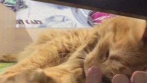 Кот Маркиз, рыжий, мохноногий))