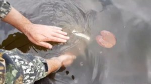 Глубина посадки нимфей, как правильно расположить нимфею в водоеме! Посадка нимфей.