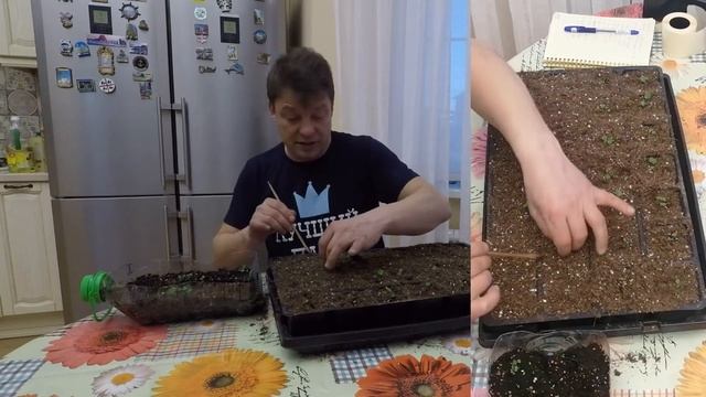 простой способ выращивания земляники из семян пикировка земляники Барон СОЛИМАХЕР