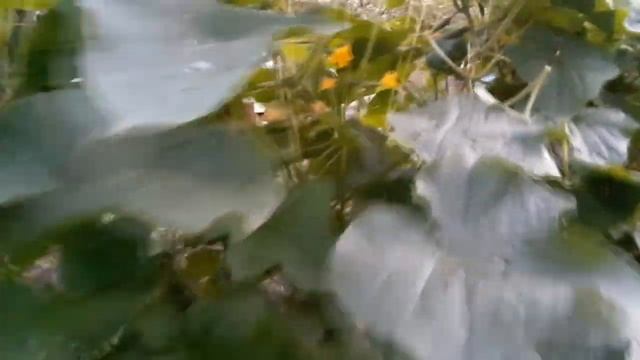 После грозы./ Собираю огурцы./ Проснулась от запаха дыма. смотреть онлайн