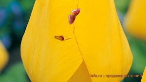 Тюльпан гибридный Голден Оксфорд (tulipa) ? обзор: как сажать, луковицы тюльпаны Голден Оксфорд