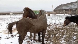 Советский тяжеловоз пришел в табун
