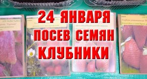 24 января. Какие семена клубники я буду сеять?
