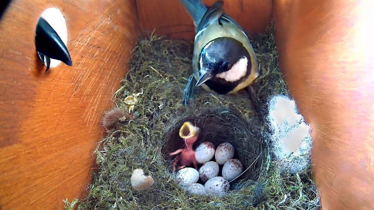 У нас родились маленькие птички и подверглись атаке хищника!