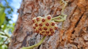 Хойя Керри. Hoya kerrii or hoya hearts.