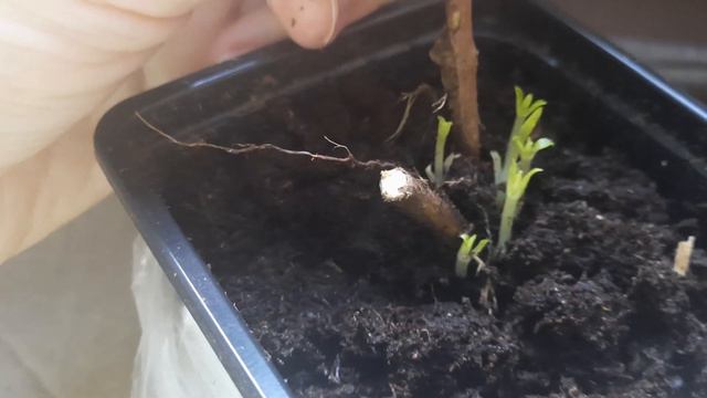 Повелась на рекламу Сайт "Мой Садовод Рф" #распаковка #посылка #гортензия #саженцы #обман #сад #202 смотреть онлайн