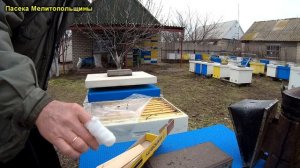 Обработка пчел от клеща весной