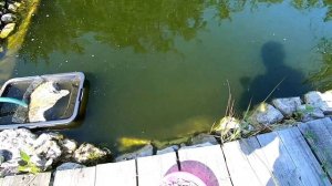 Жара форель питается  Осетры едят хамсу на ура